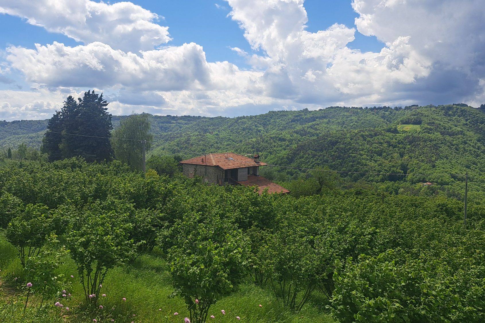 Zicht op Niella Belbo en de Alpen